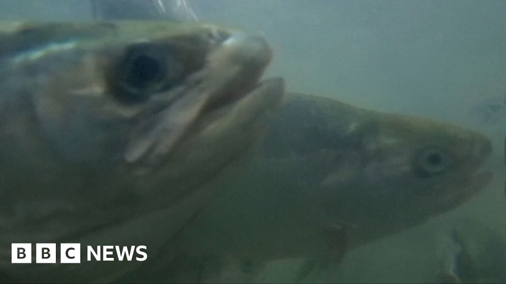 New York food bank receives 13,000 live salmon