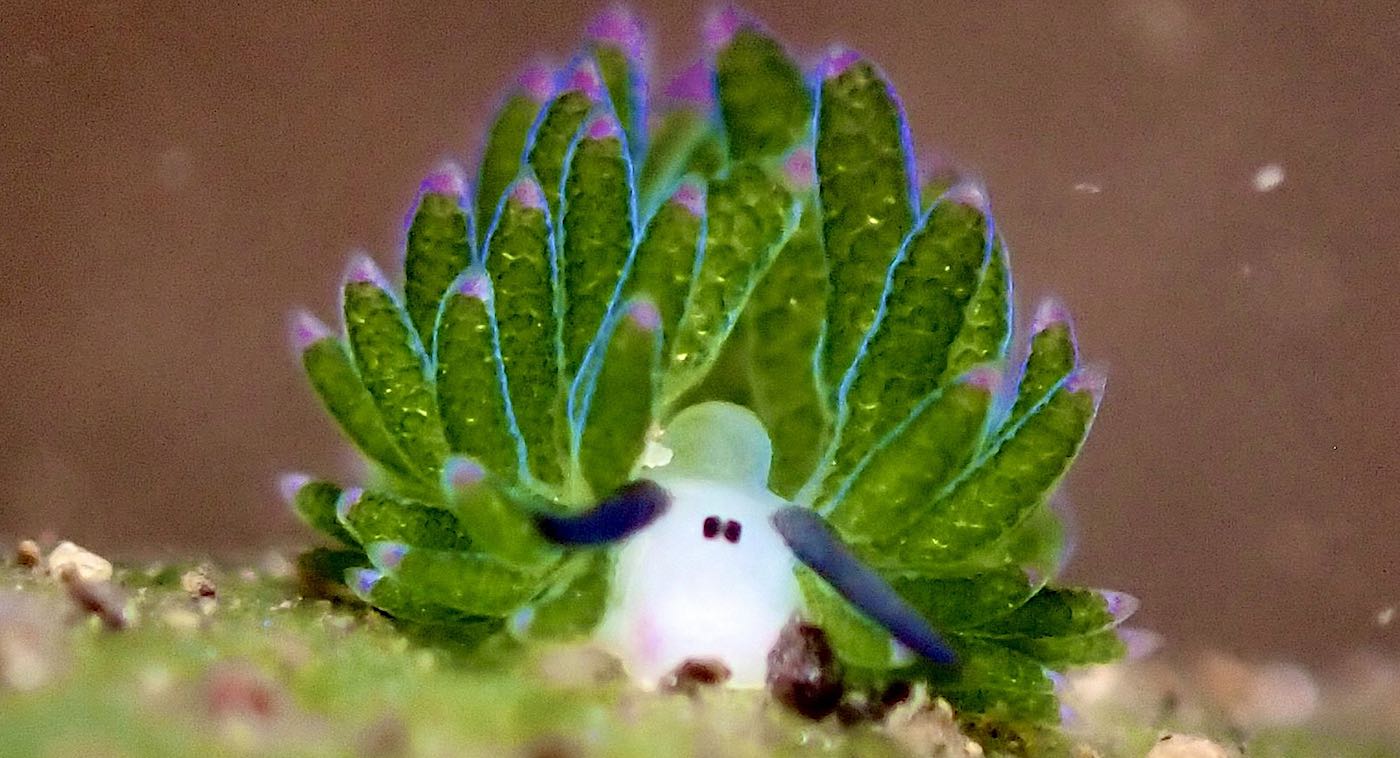 Diver Fulfills His Dream to Photograph the Cutest Sea Creature Ever โ Discovered Just 30 Years Ago