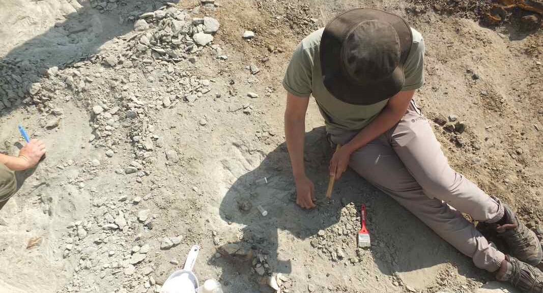 Rare Pterosaur Fossil Bears a Crocodile Bite from 76 Million Years Ago
