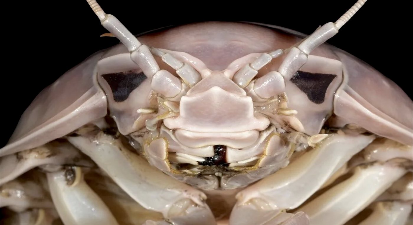 Ominous and Helmeted, New Species of Giant Crustacean Named After Darth Vader of the Deep Seas