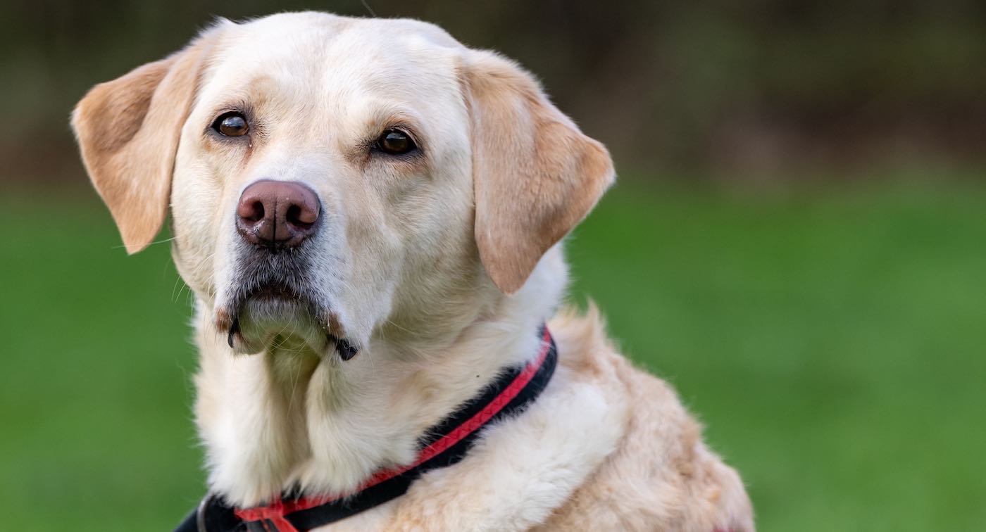 Dogs in UK Are First to Be Trained to Sniff Out Bowel CancerโAfter Nailing Parkinsonโs and COVID