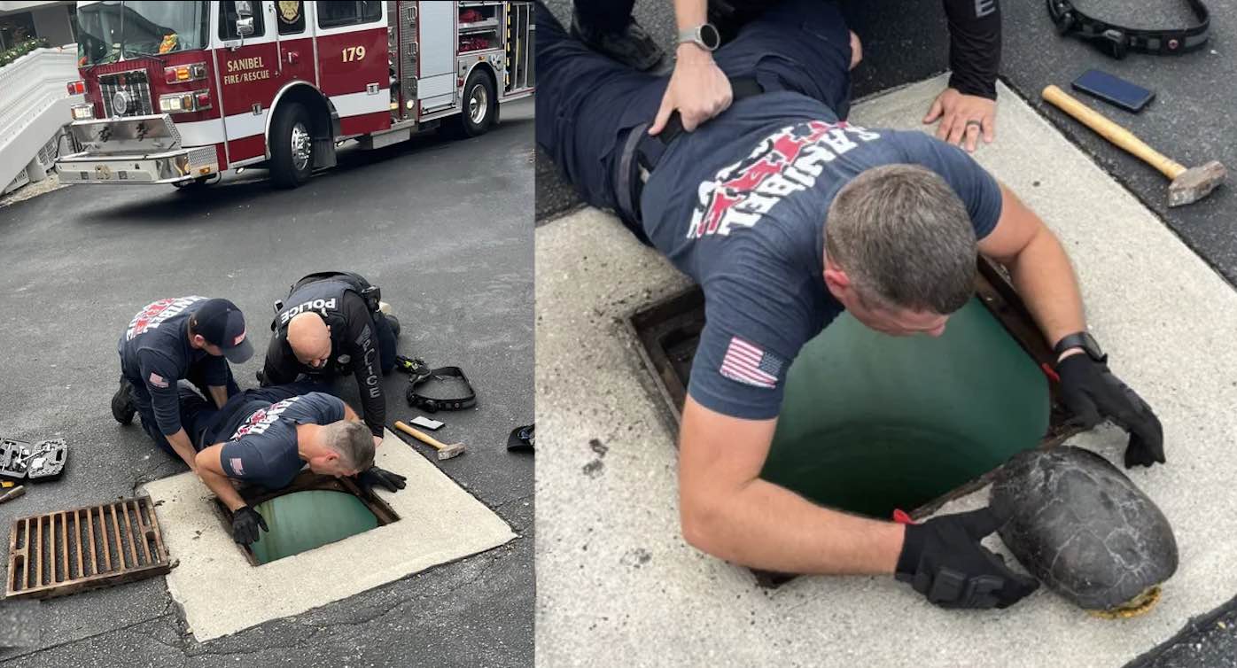 Lacking Ninja Training, Trapped Turtle is Rescued from City Sewer by Police and Firefighters