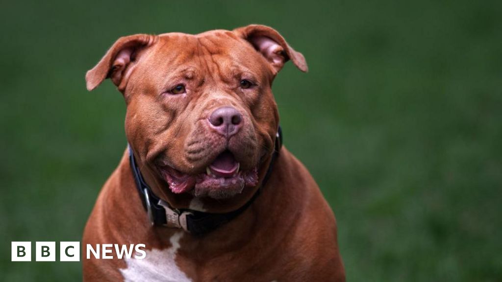 XL bully dog ban a ‘huge burden’ on policing, chiefs say