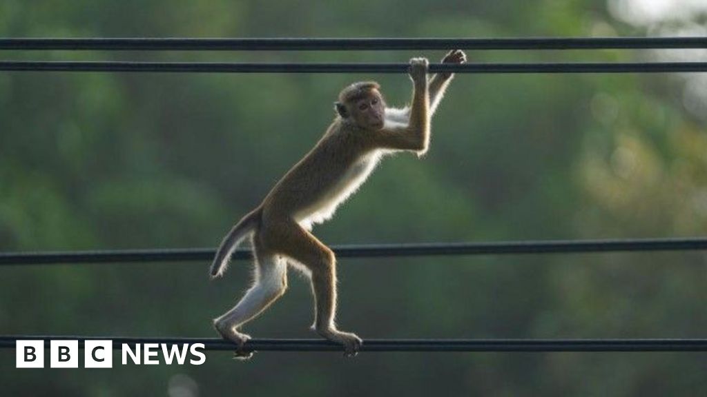 Minister blames monkey for nationwide power cut