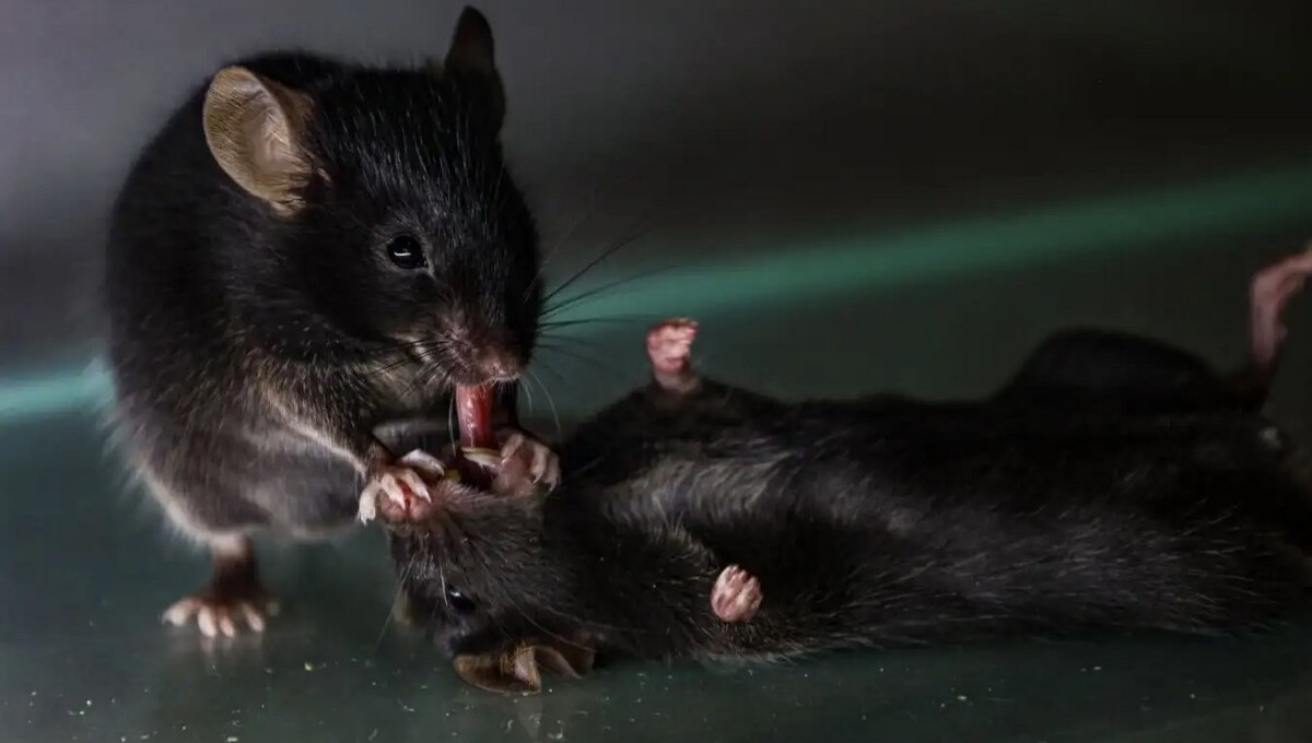 Mice Discovered Giving โFirst Aidโ to Unconscious Mates in Surprising Display of Empathy
