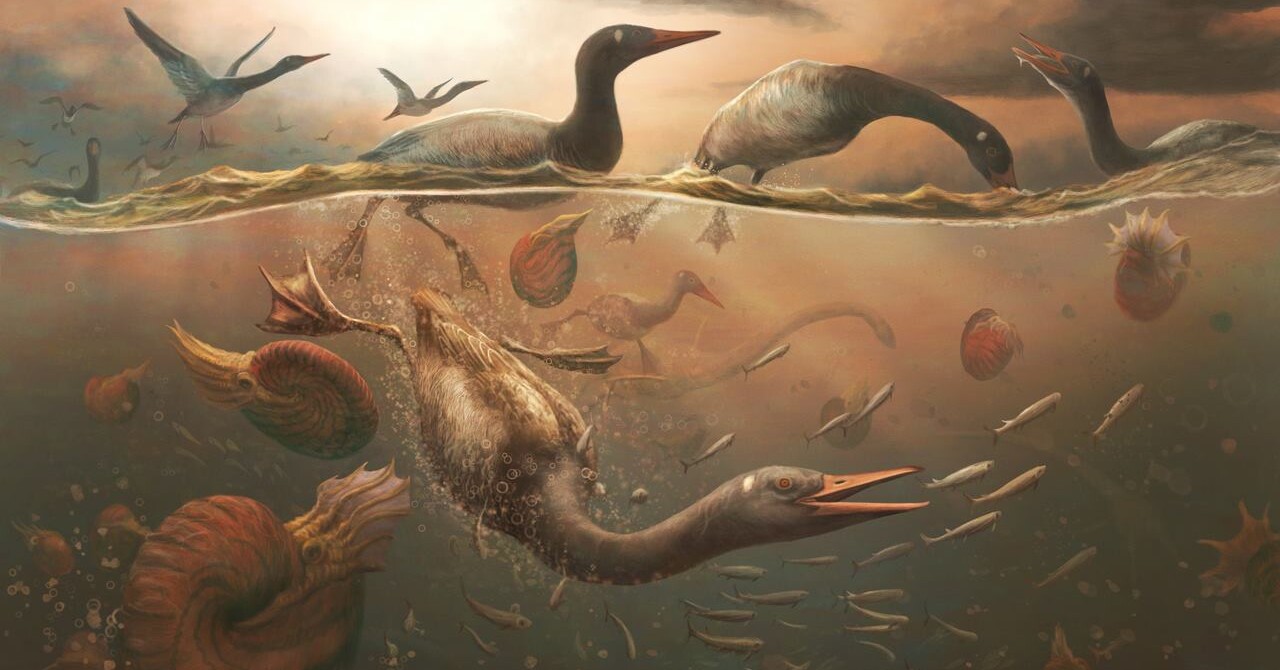 Antarctica Yields Intact Skull โ An Ancestor of Todayโs Waterfowl That Survived Dinosaur Extinction