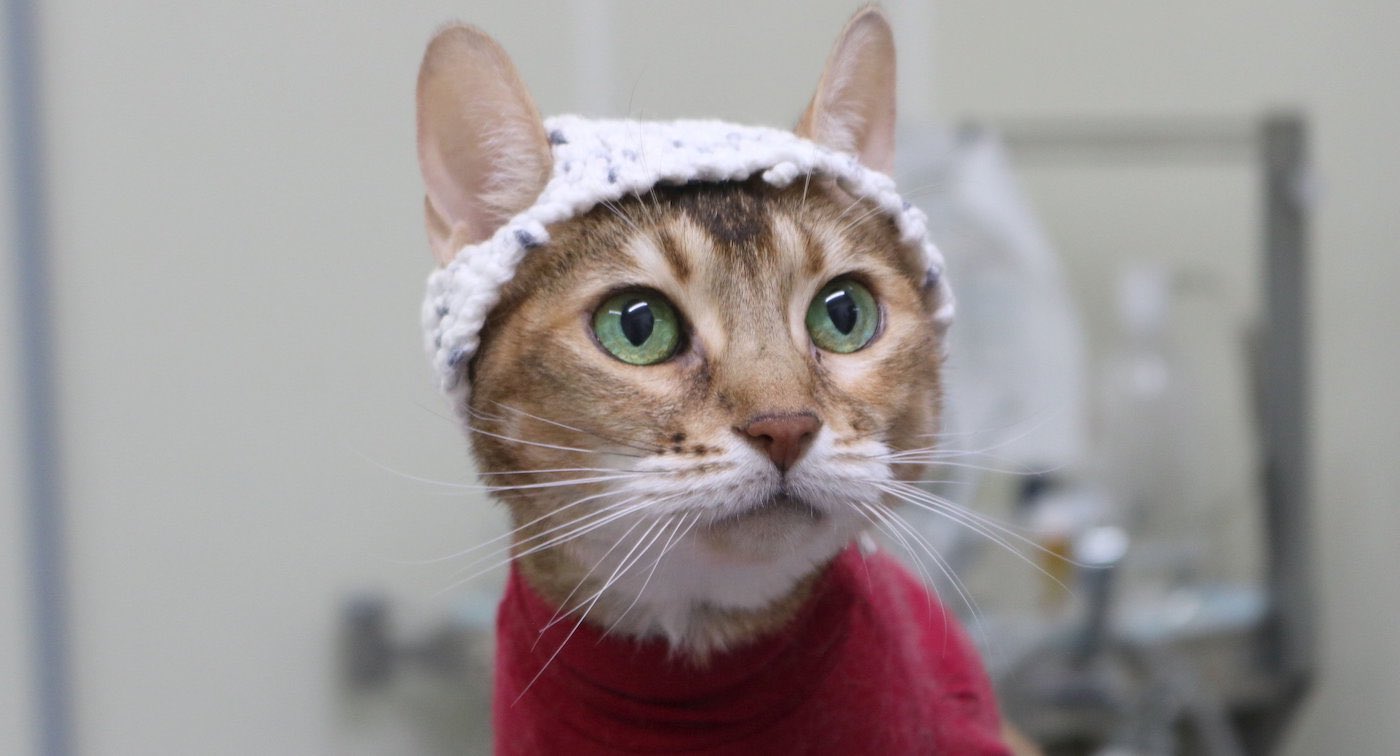 Cats With Arthritis Are Wearing Caps in Groundbreaking Research to Understand and Relieve Their Pain