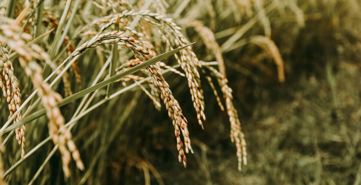 Slashing 70% of Methane Emissions While Boosting Yields