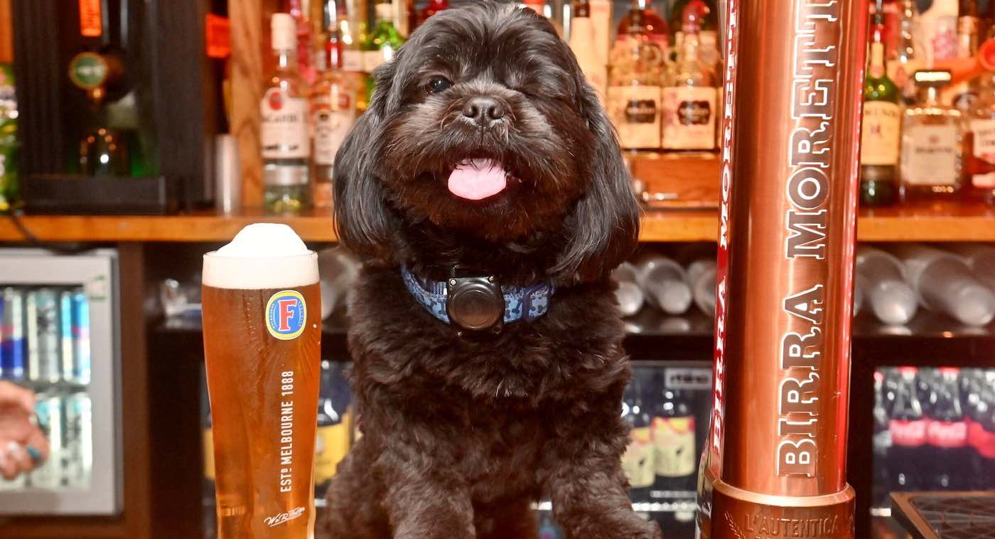 Pub Owner Adopts Dog After it Dashed into Bar When Owner Died in Car CrashโNow Heโs a Local Favorite