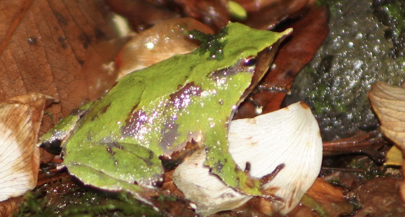 Endangered Frogs First Seen by Charles Darwin Give Birth in London to Help Avoid Extinction