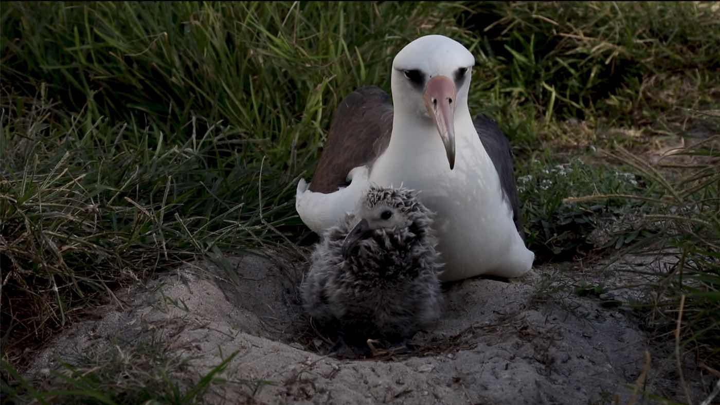 Worldโs Oldest Bird Gives Birth to Yet Another Chickโat Nearly 74 Years Old