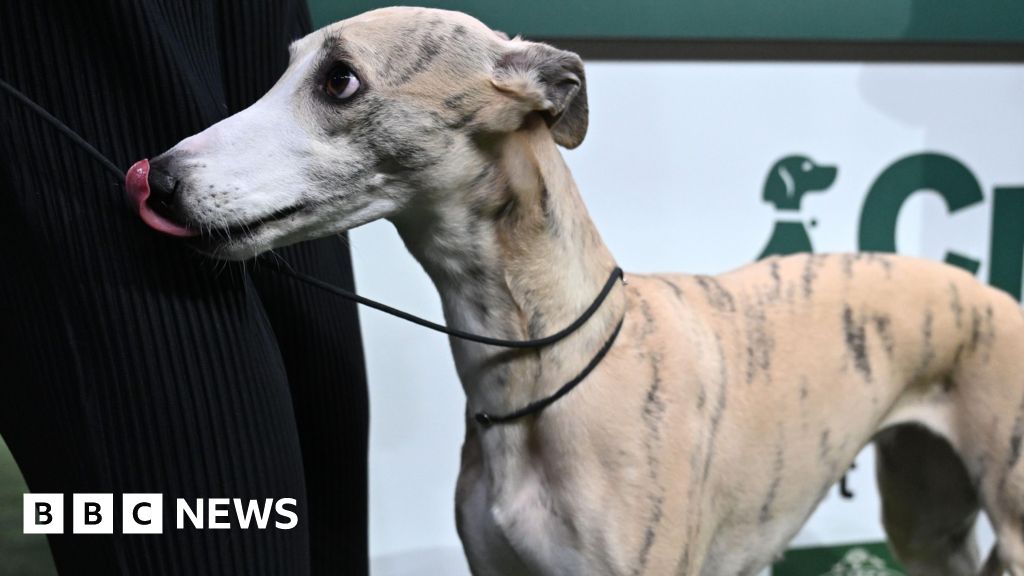 Whippet from Italy called Miuccia wins best in show