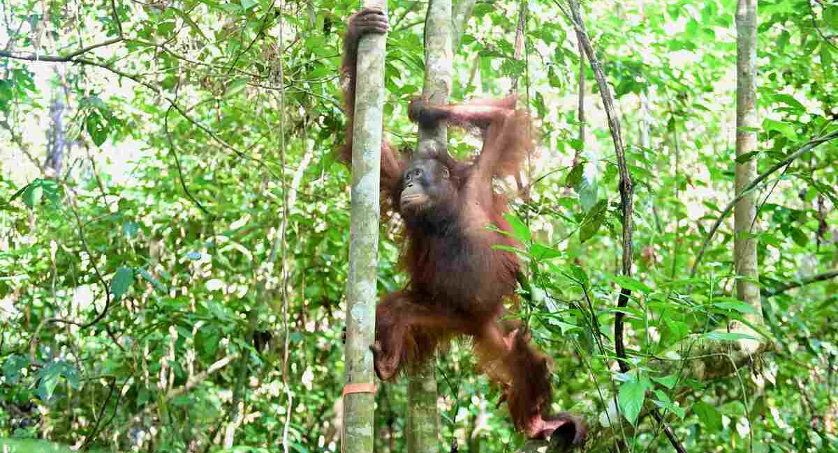 Three Orangutans Rescued from Illegal Captivity Finally Returned to Their Forest Realm