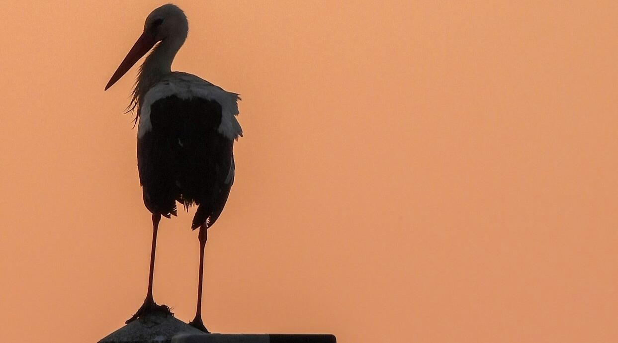 An Unlikely Friendship That Captivated a Nation