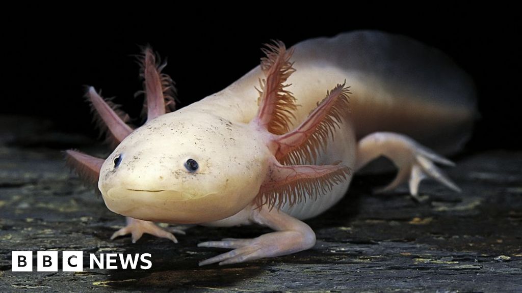 Captive-bred axolotl thrives in restored wetlands in Mexico City