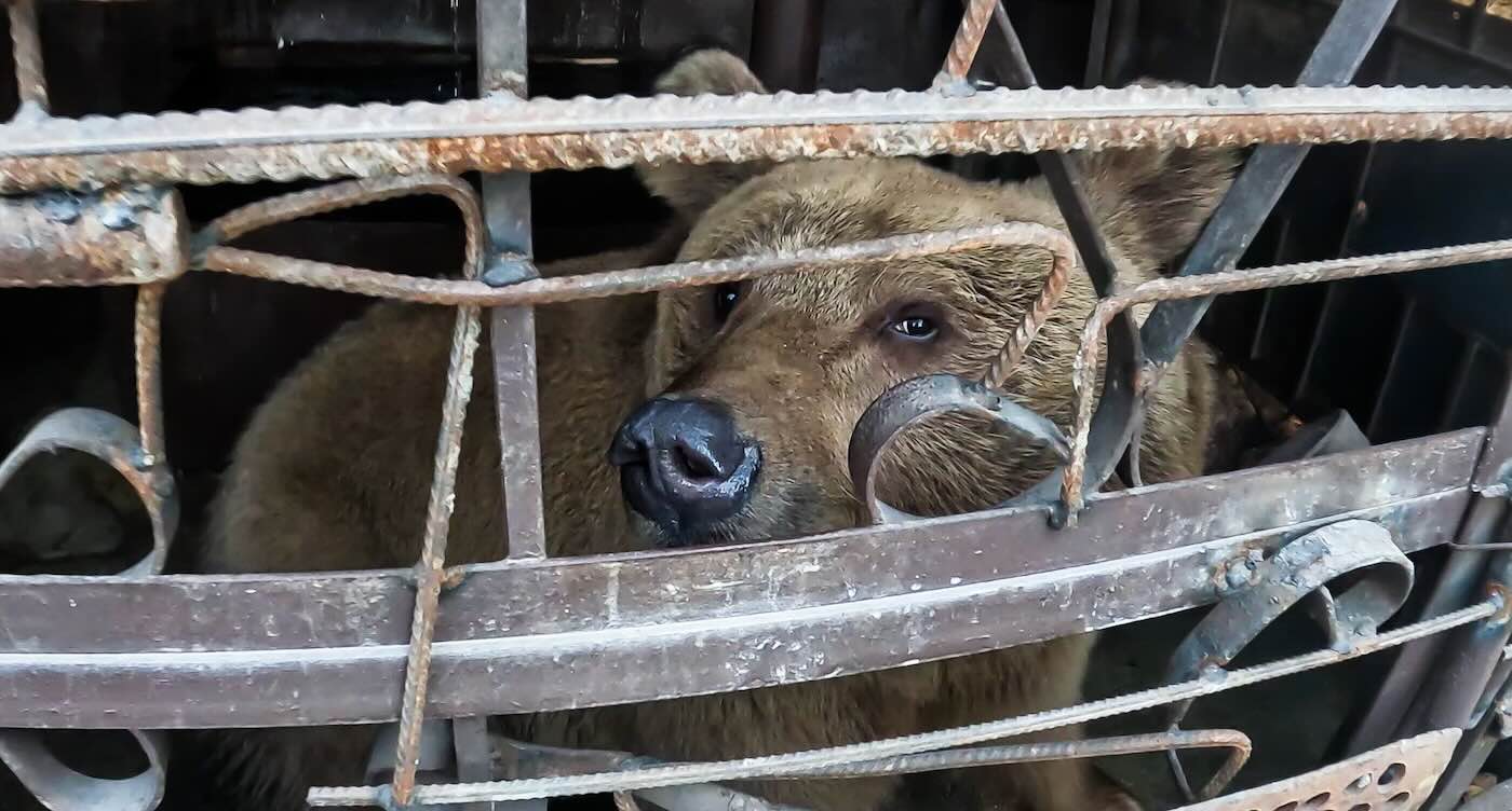Young Bear Rescued After Two Years Stuck in 20-Foot CageโHe Slept in his New Bed for 7 Days Straight