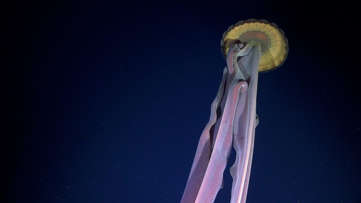 Thriving Ecosystem of Deep-Sea Creatures Discovered After Iceberg Detached Serendipitously from Antarctica