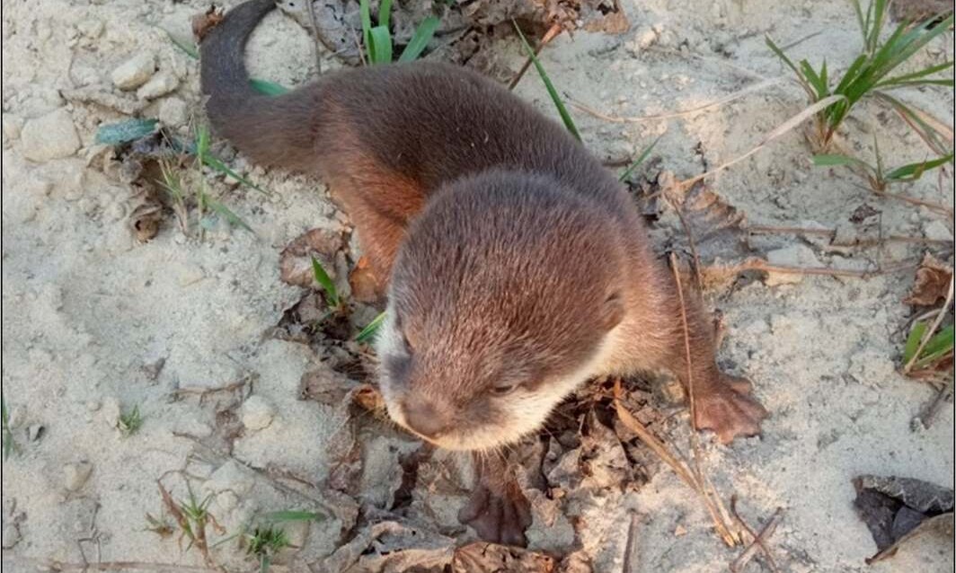 World’s Smallest Otter Found in Busy Nepal River After 186 Years without a Sighting