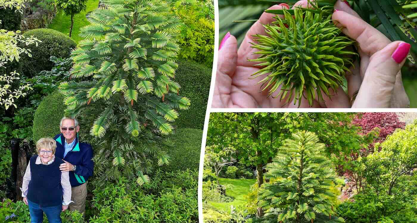 Prehistoric and Critically Endangered โDinosaur Treeโ Bears Fruit for First time in British Couple’s Garden