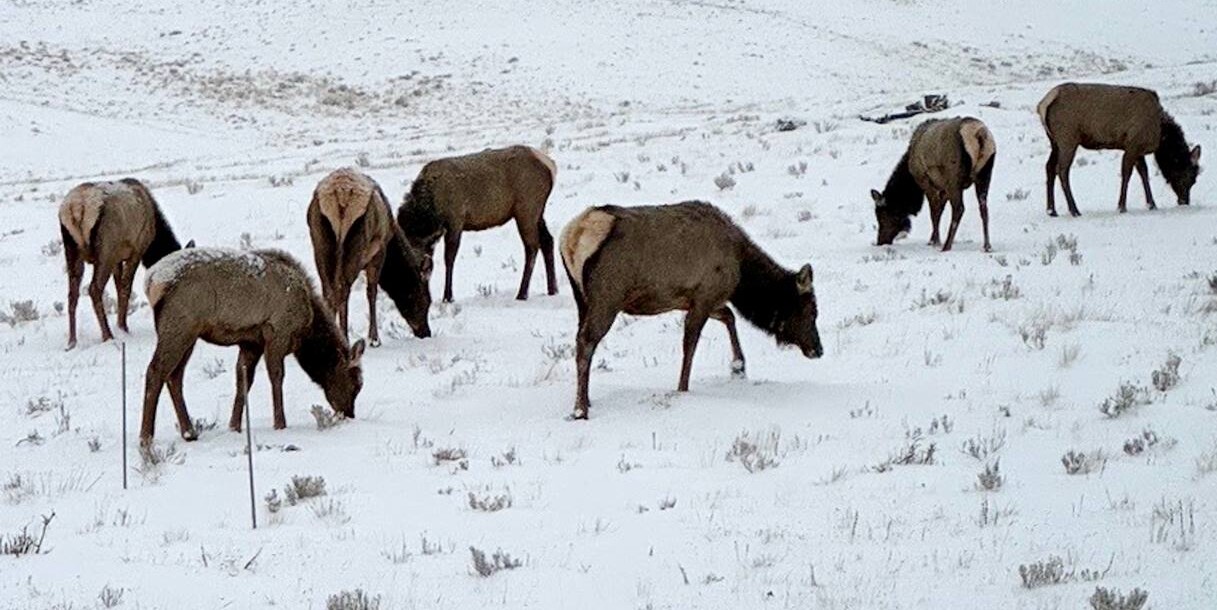 Elk Can Migrate Through Private Colorado Ranch After First-of-its-Kind Deal with Conservation Group