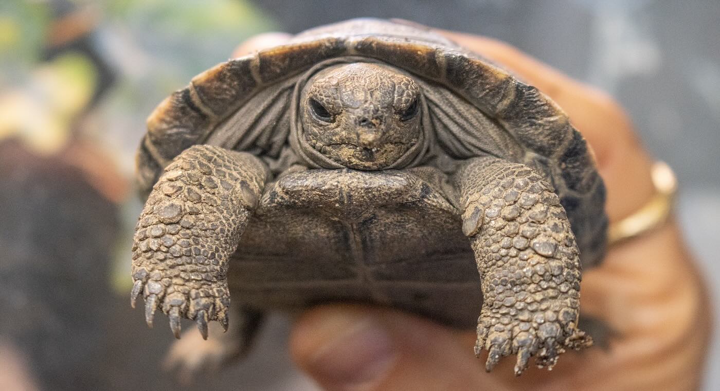 Philadelphia Zoo’s 100-Year-old Galapagos Tortoises Hatch 4 Babies–to Help Ensure Species Survival