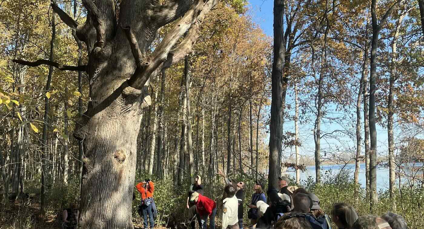 300-Year-Old Trees Along Detroit River Gain Recognition as an Old-Growth Forest