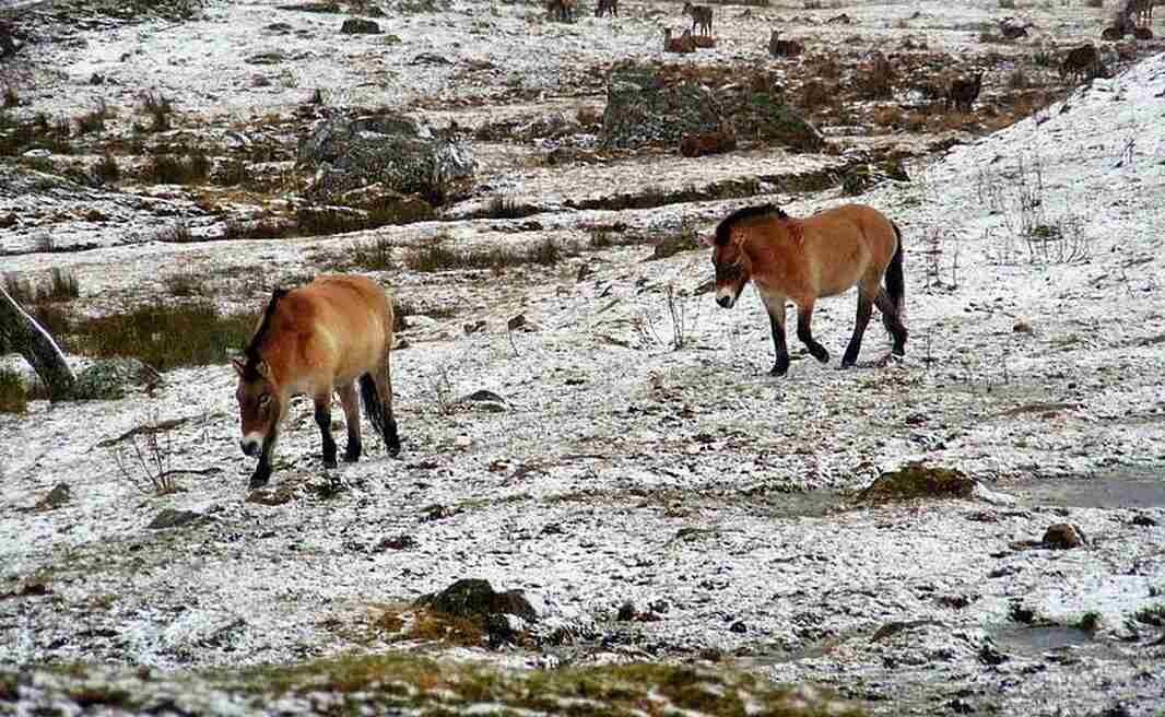 Kazakhstan Efforts to Restore Last Wild Equine Species Receive Huge Boost of 150 Horses