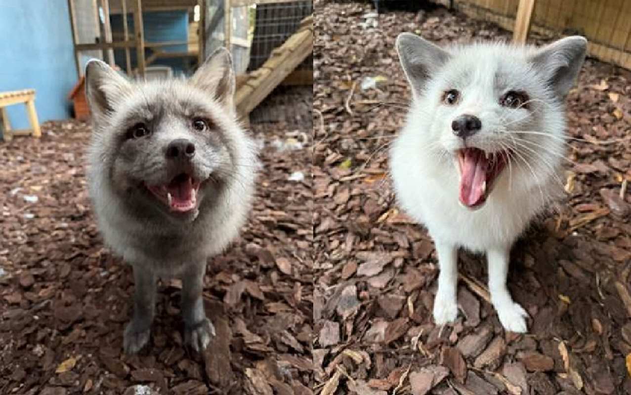 Unable to Return to the Wild, Rescued Foxes Still Have Plenty to Be Pawsitive About