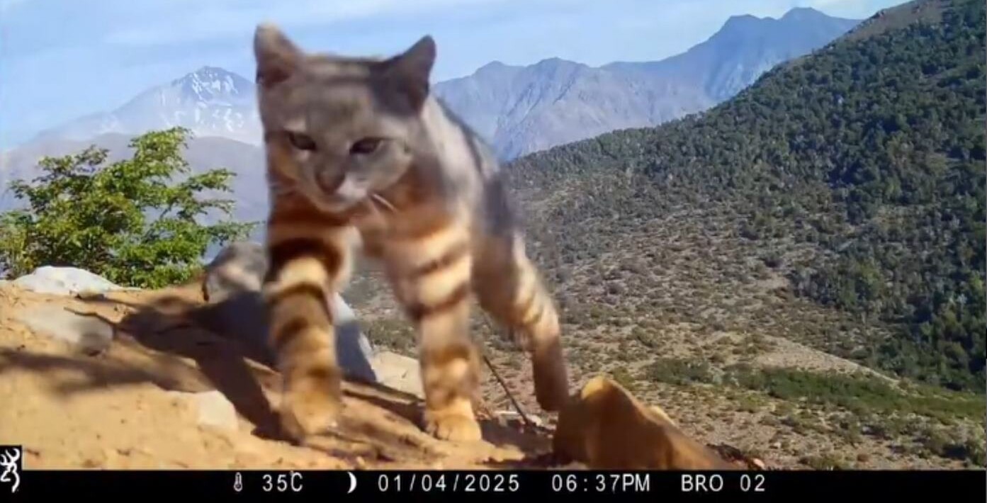 Rare Colocolo Cat Captured on Trail Cam in Chile Sauntering up as if on a Catwalk (Watch)