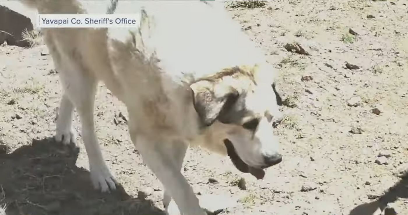 Missing Toddler Who Walked 7 Miles Alone Through Wilderness Led to Safety by Rancher’s Dog
