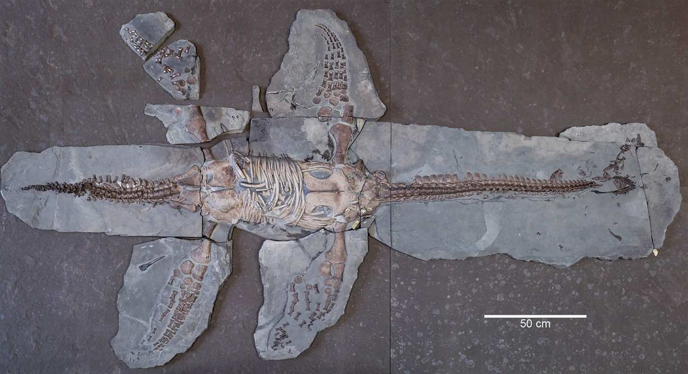 Uncovered Plesiosaur Fossil Suggests Multiple Types of Long-Necked Reptiles Prowled Oceans 180 Million Years Ago