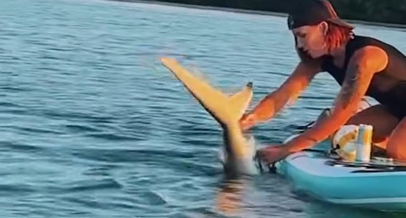 Woman Rescues Shark Entangled in Fishing Line With Her Bare Hands as Friend Shoots Incredible Video