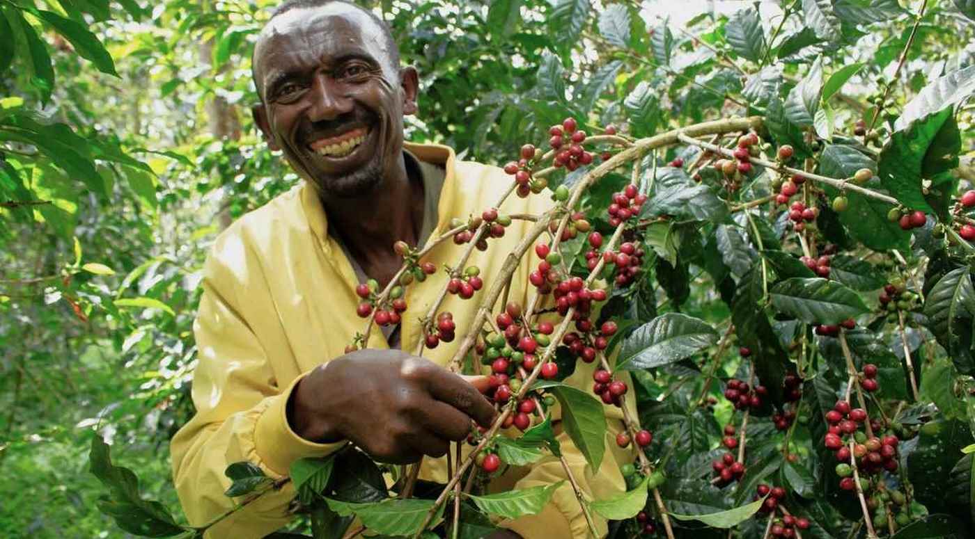 Ethiopians Brew Success as Coffee and Cash Pile Up Thanks to Transformational Sustainable Forestry Program