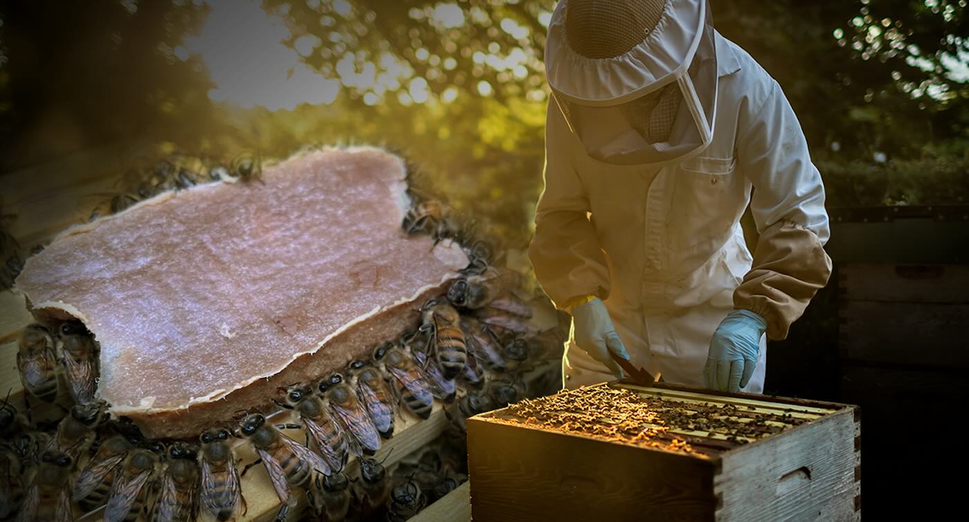 Pollen Replacement Food for Honey Bees Brings New Hope for Struggling Colonies and the Crops They Support