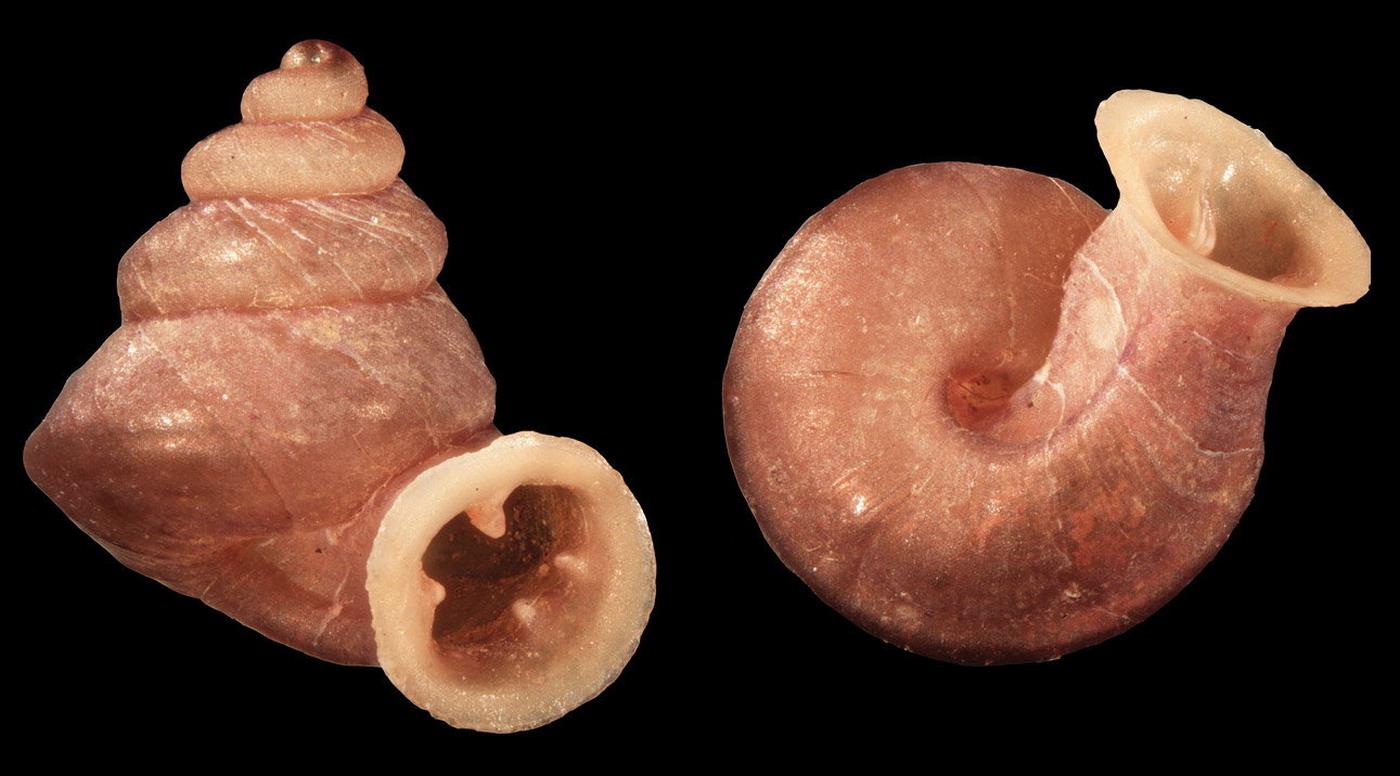 Tiny New Species of Snail with Unusual ‘Cubist’ Shell Named After Pablo Picasso
