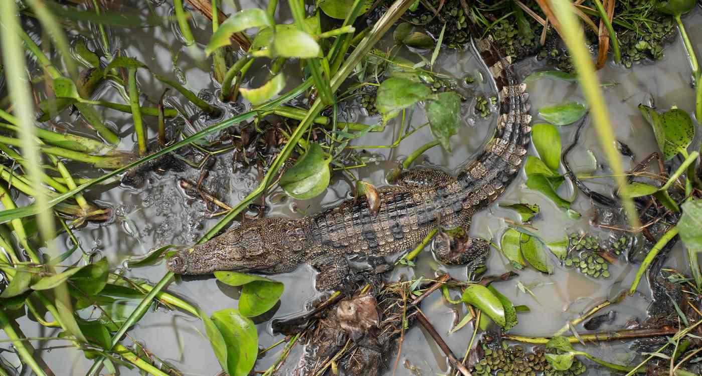 Locals Release 10 Endangered Siamese Crocodiles into Laos Wetlands to Save Species from Extinction