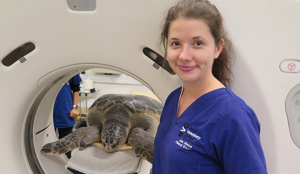 Vets Borrow a Horse’s CT Scanner to Fit Giant, 302-Pound Sea Turtle and Get a Nice Surprise