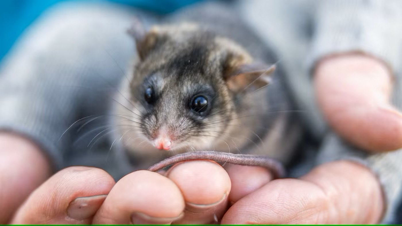 School Kids Help Ensure Mountain Pygmy Possum Population Bounces Back in Australian Alps
