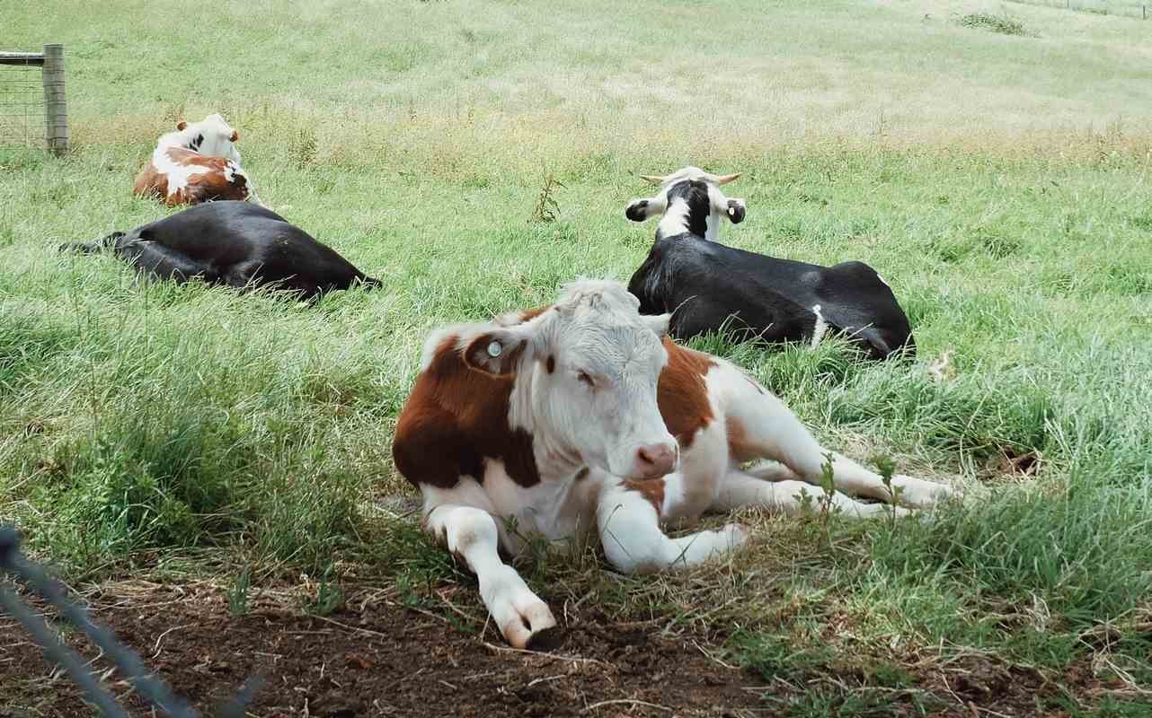 World-First Genetic Index Helps Aussie Farmers Breed Heat Tolerant Cows to Maintain Their Welfare–and Milk Supply