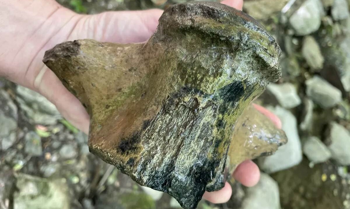 Evidence of Ancient 30-foot โSea Monsterโ Uncovered by Geologists: A Mosasaur in Mississippi