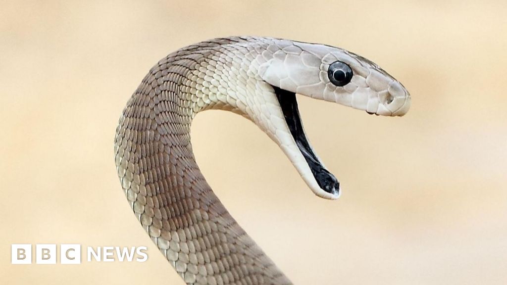 ‘Unparalleled’ snake antivenom made from man bitten 200 times