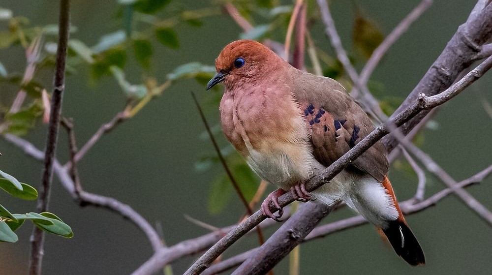UK Zoo Helps Hatch Three of World’s Rarest BirdsโBlue-Eyed Dovesโwith Only 11 Left in Wild