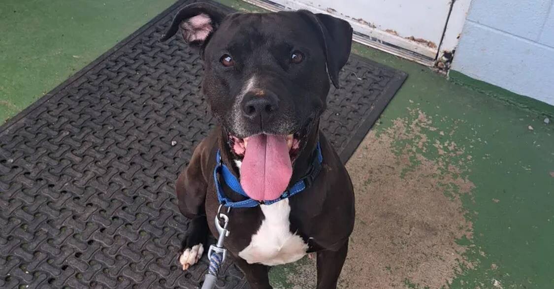 Hero Rescue Dog Detects a Stranger’s Oncoming Seizure and Won’t Leave His Side