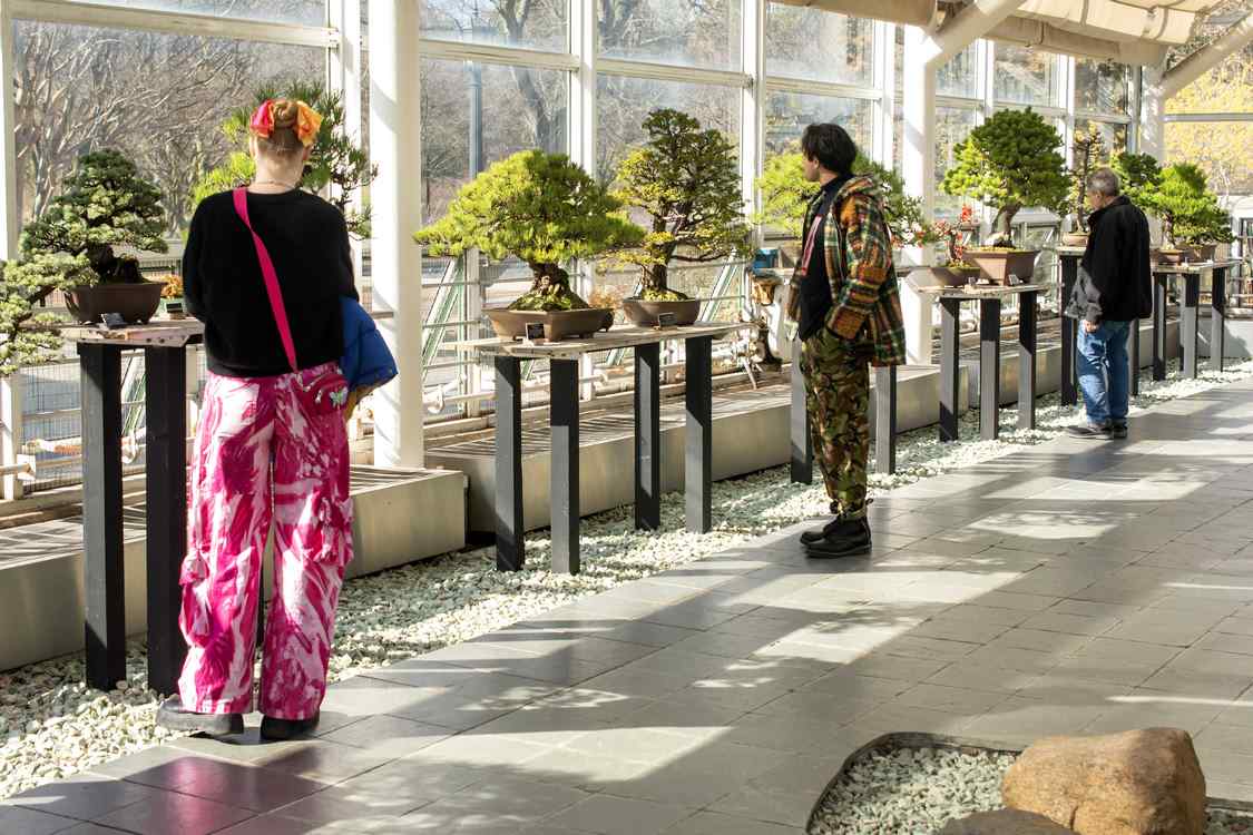 Brooklyn Bonsai Museum Celebrates 100th Birthday Bash with Largest-Ever Exhibition on These Mini Trees