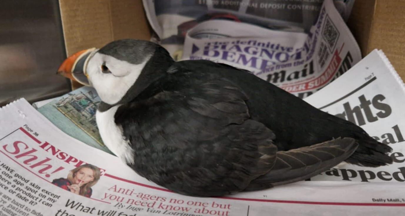 Exhausted Puffin Rescued After it was Found Stranded 100 Miles From Seaside Home