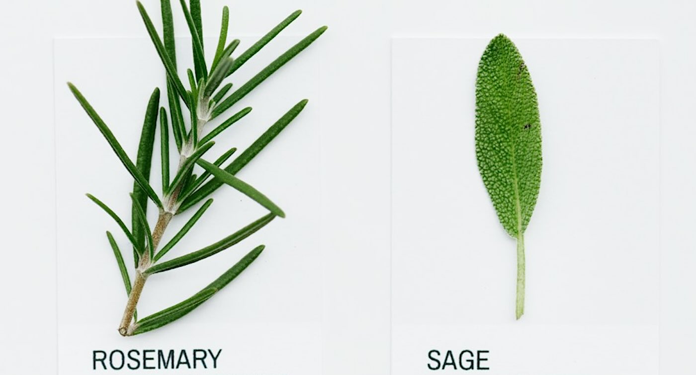 Compound in Rosemary and Sage was Turned into Alzheimerโs Treatment That Boosted Memory and Cut Amayloid