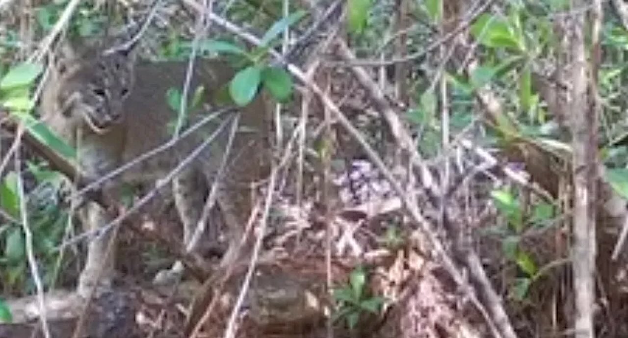First Time An Invasive Python is Killed by Florida BobcatโA Sign of Nature ‘Fighting Back’ Against the Snakes