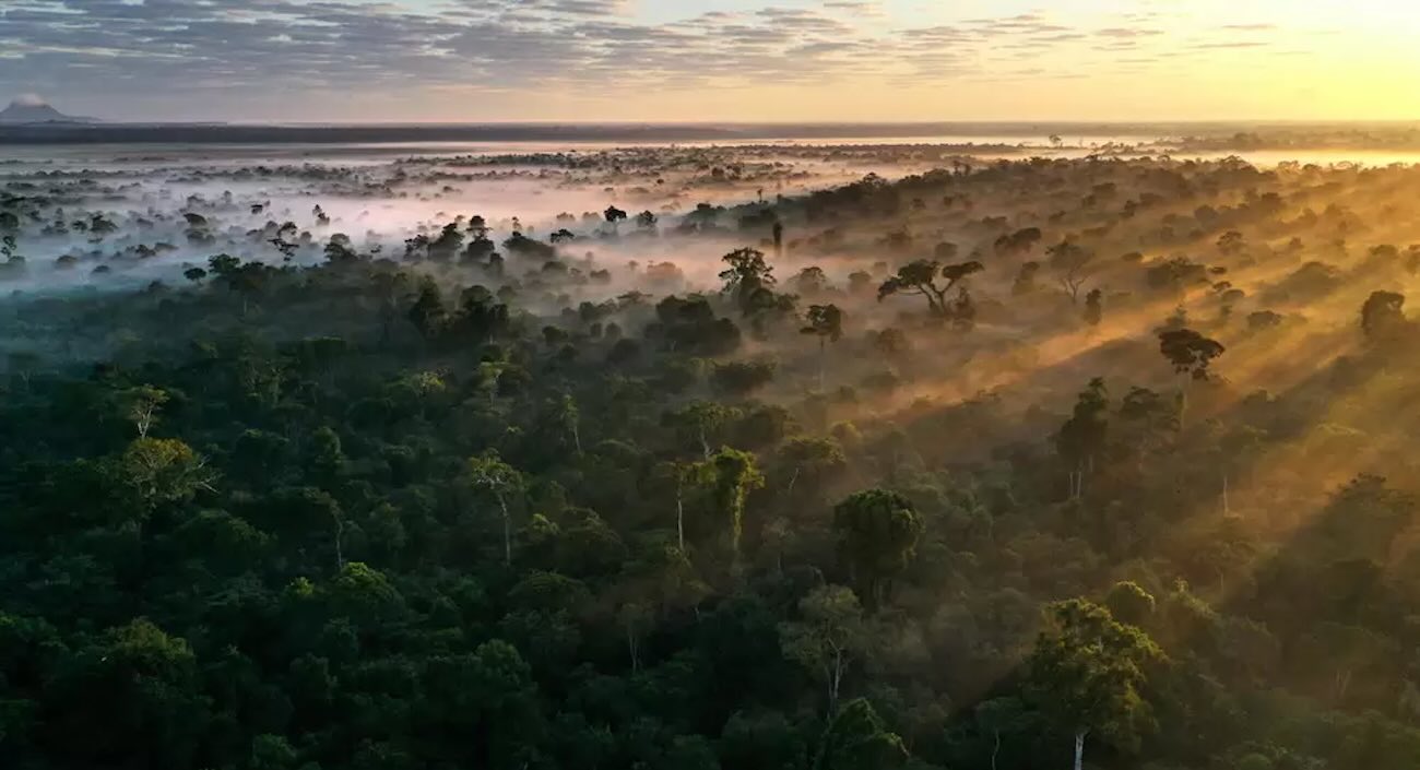 Giant Corporations Protect 15,000 Square Miles of Forests in Partnership With WWF Stewardship Program