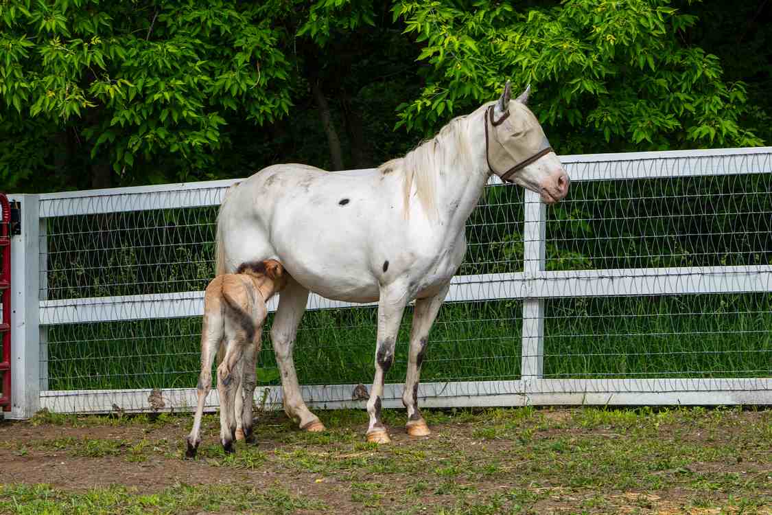 Rare Wild Baby Horse Is Adopted by a Domestic Pony That Just Lost Her Own Foal