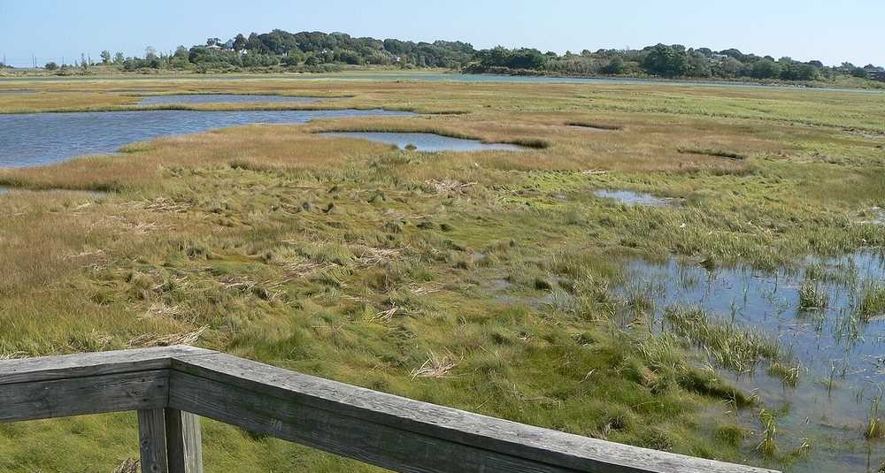 There’s a Salt Marsh on the East Coast Where You Can See More Than 250 Species of Birds